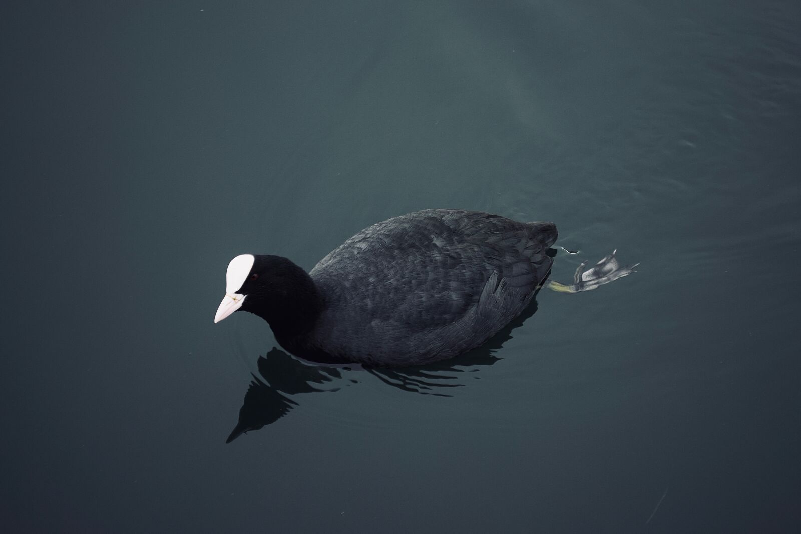 Nikon D5300 sample photo. American coot, duck, lake photography