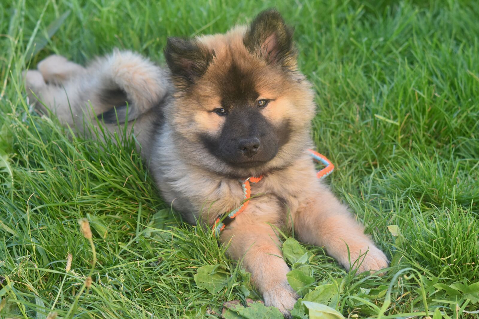 Nikon D5600 sample photo. Dog, pup, eurasier puppy photography