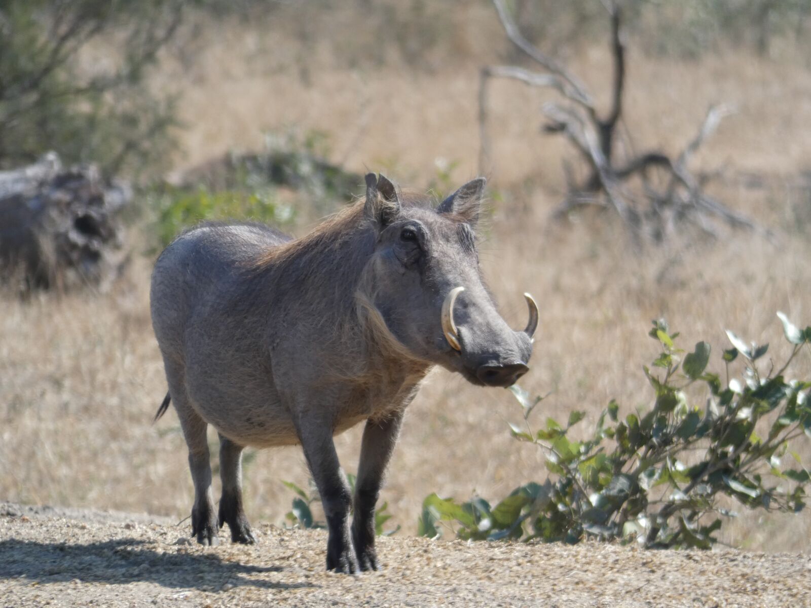 Panasonic Lumix DC-FZ80 (Lumix DC-FZ82) sample photo. Warthog, africa, safari photography