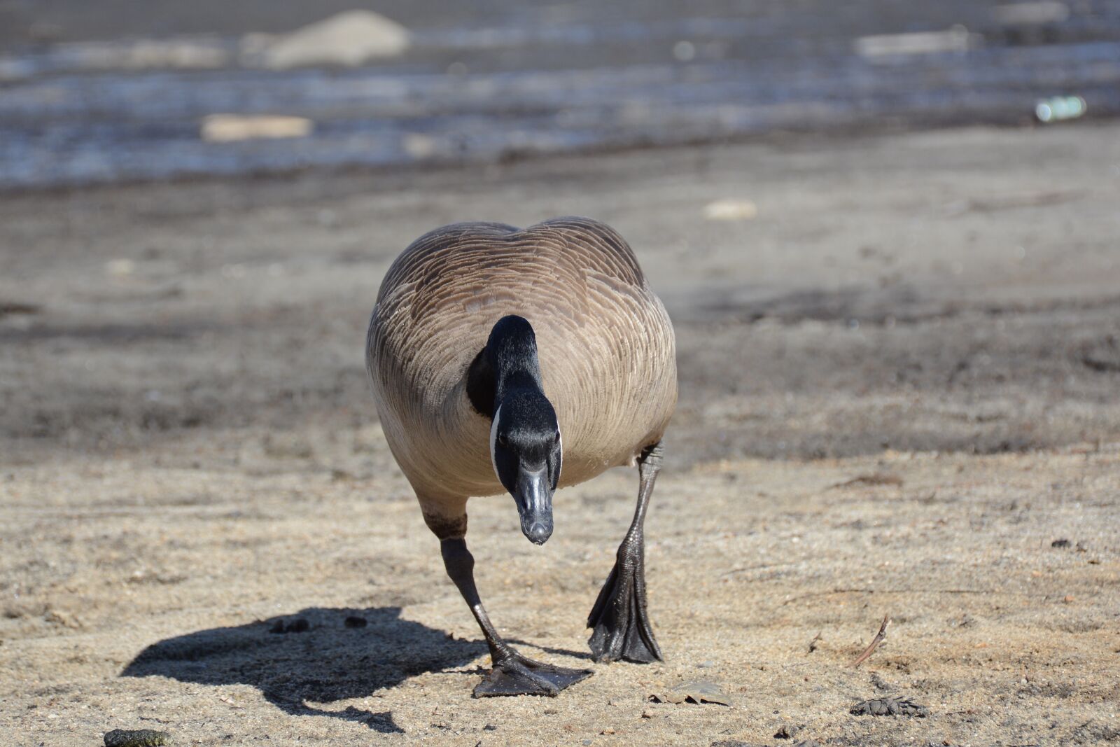 Nikon D7100 sample photo. Goose, canada goose, bird photography