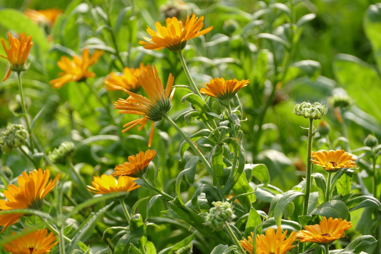 Panasonic Lumix DMC-FZ1000 sample photo. Marigold, calendula, orange photography