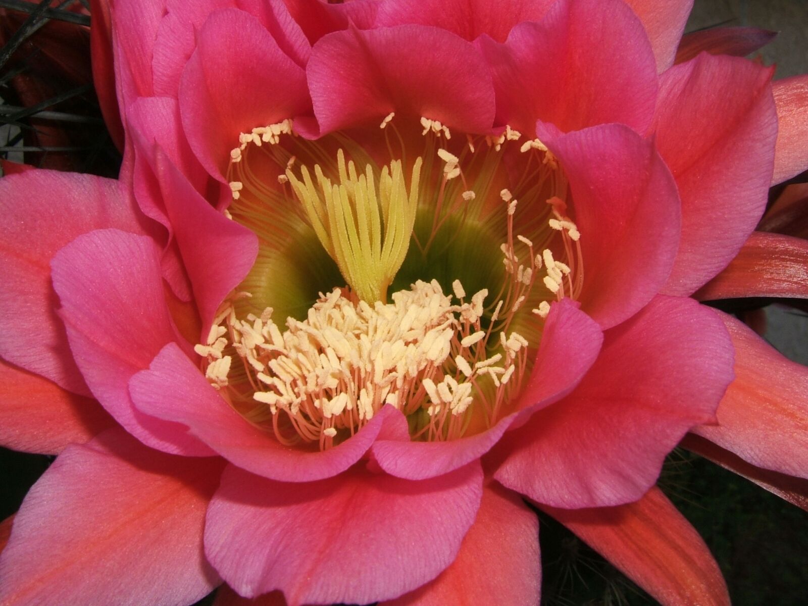 Fujifilm FinePix E550 sample photo. Thrichocereus, flower, cactus photography