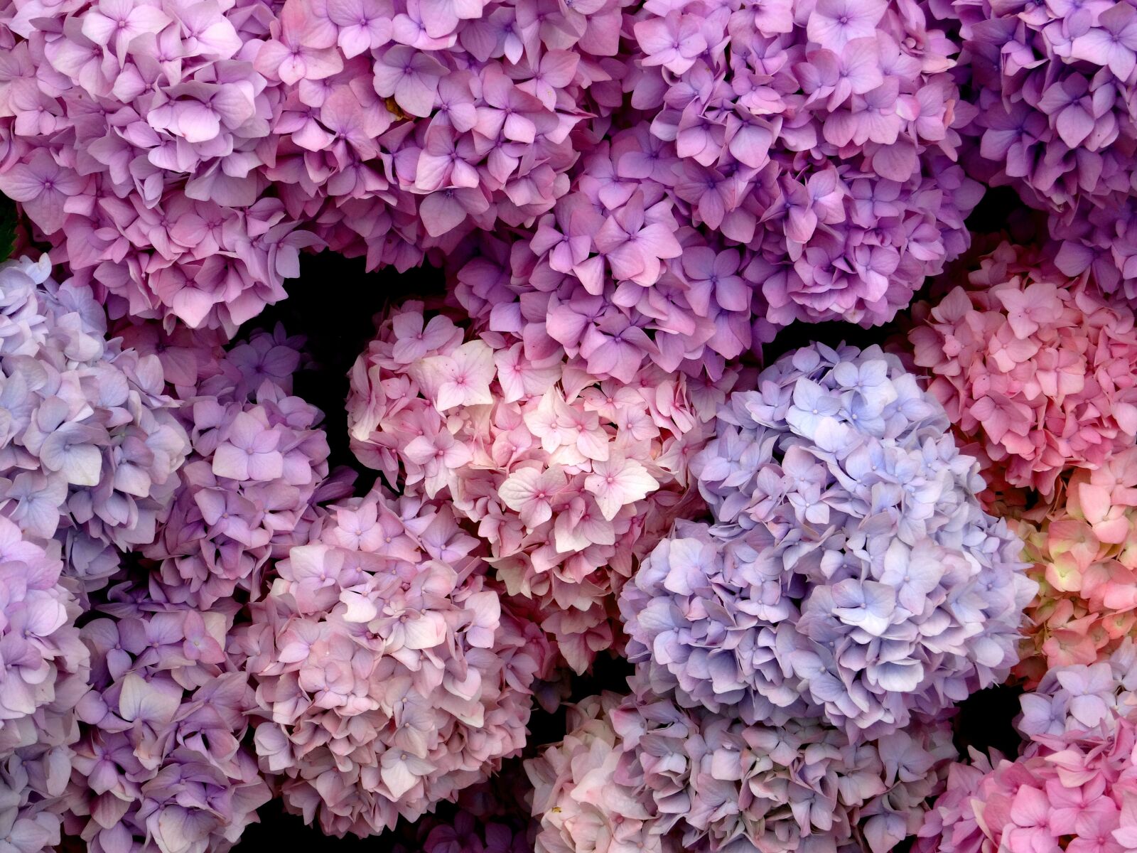 Sony Cyber-shot DSC-HX50V sample photo. Sea of flowers, blossom photography