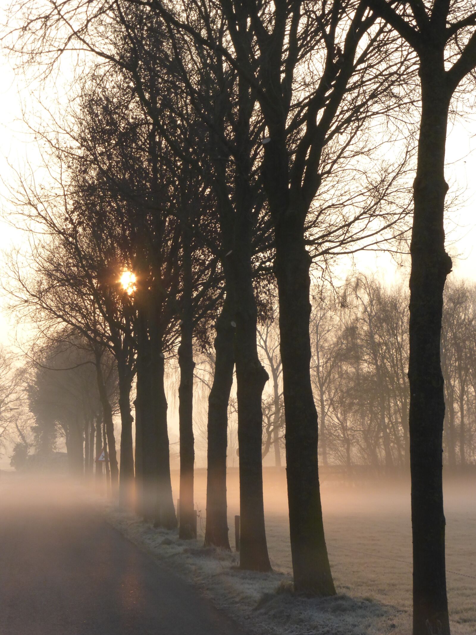 Panasonic Lumix DMC-ZS25 (Lumix DMC-TZ35) sample photo. Fog, trees, morning photography