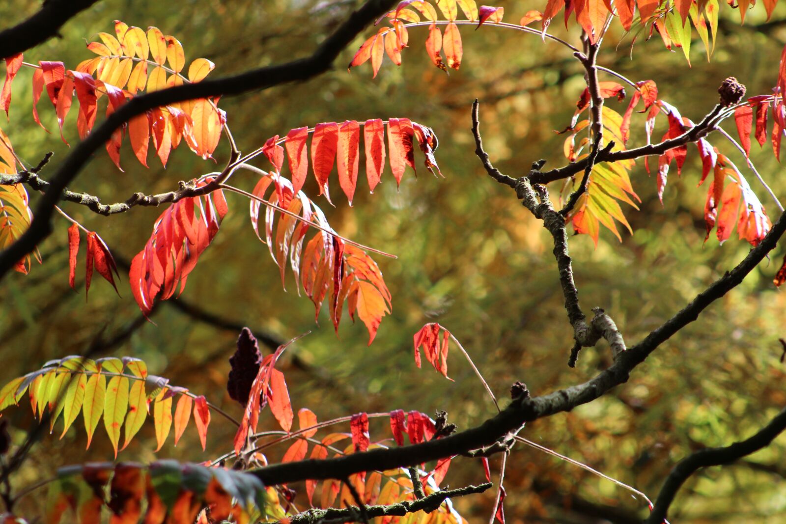 Canon EOS 1300D (EOS Rebel T6 / EOS Kiss X80) + Canon EF 75-300mm f/4-5.6 sample photo. Tree, leaves, autumn photography