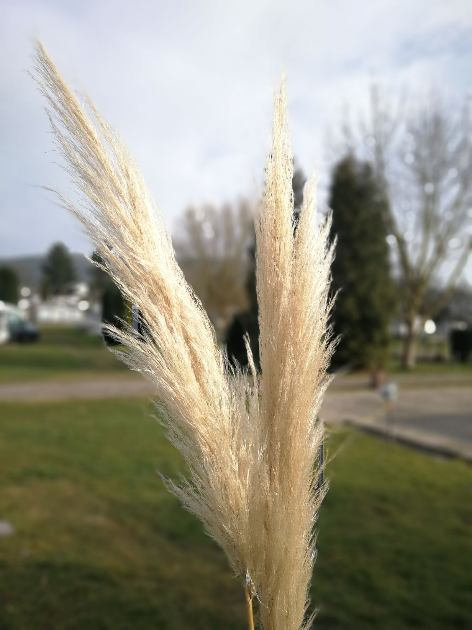 HUAWEI Mate 9 sample photo. Nature, grass, summer photography