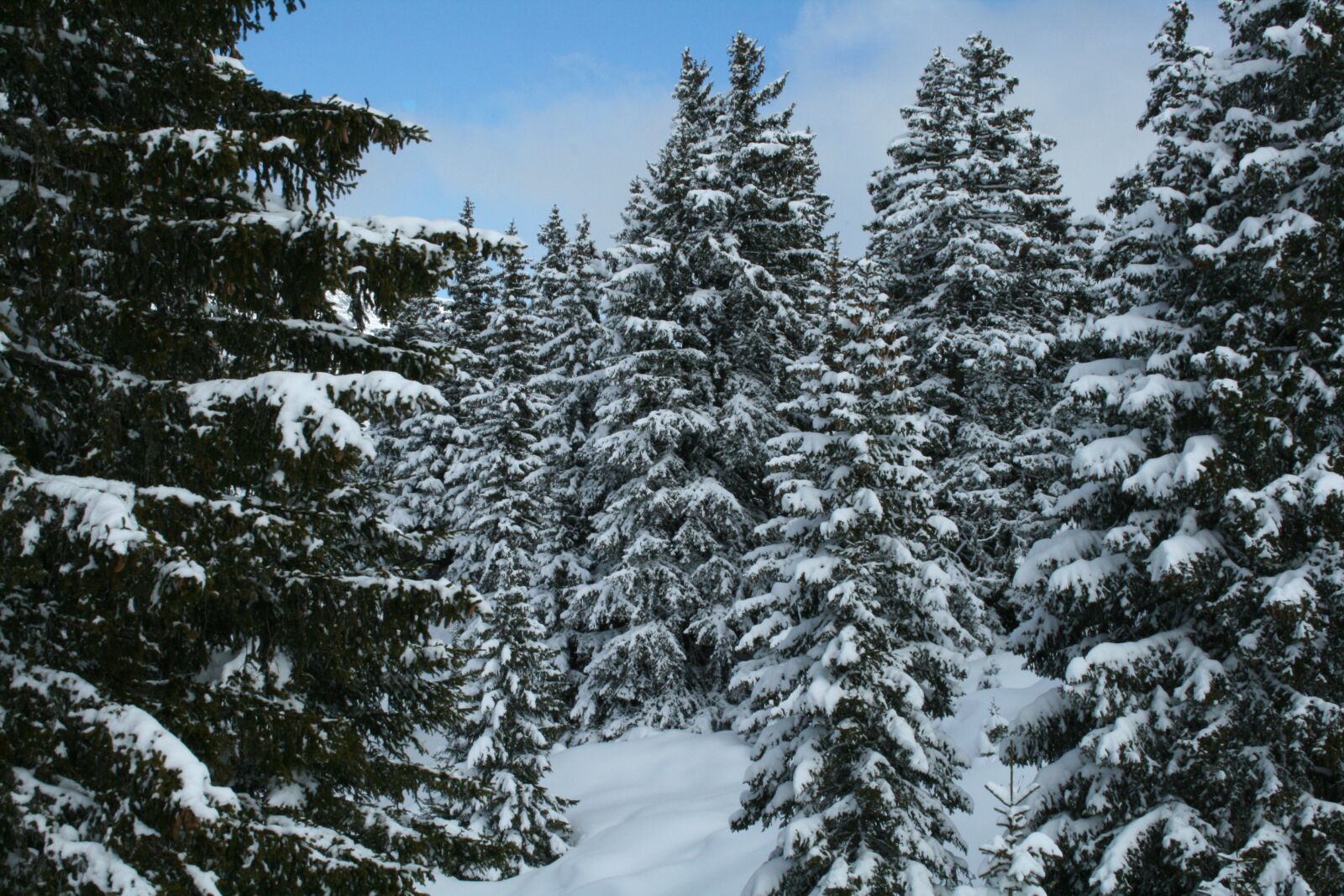 Canon EOS 400D (EOS Digital Rebel XTi / EOS Kiss Digital X) sample photo. French-speaking switzerland, snow, trees photography