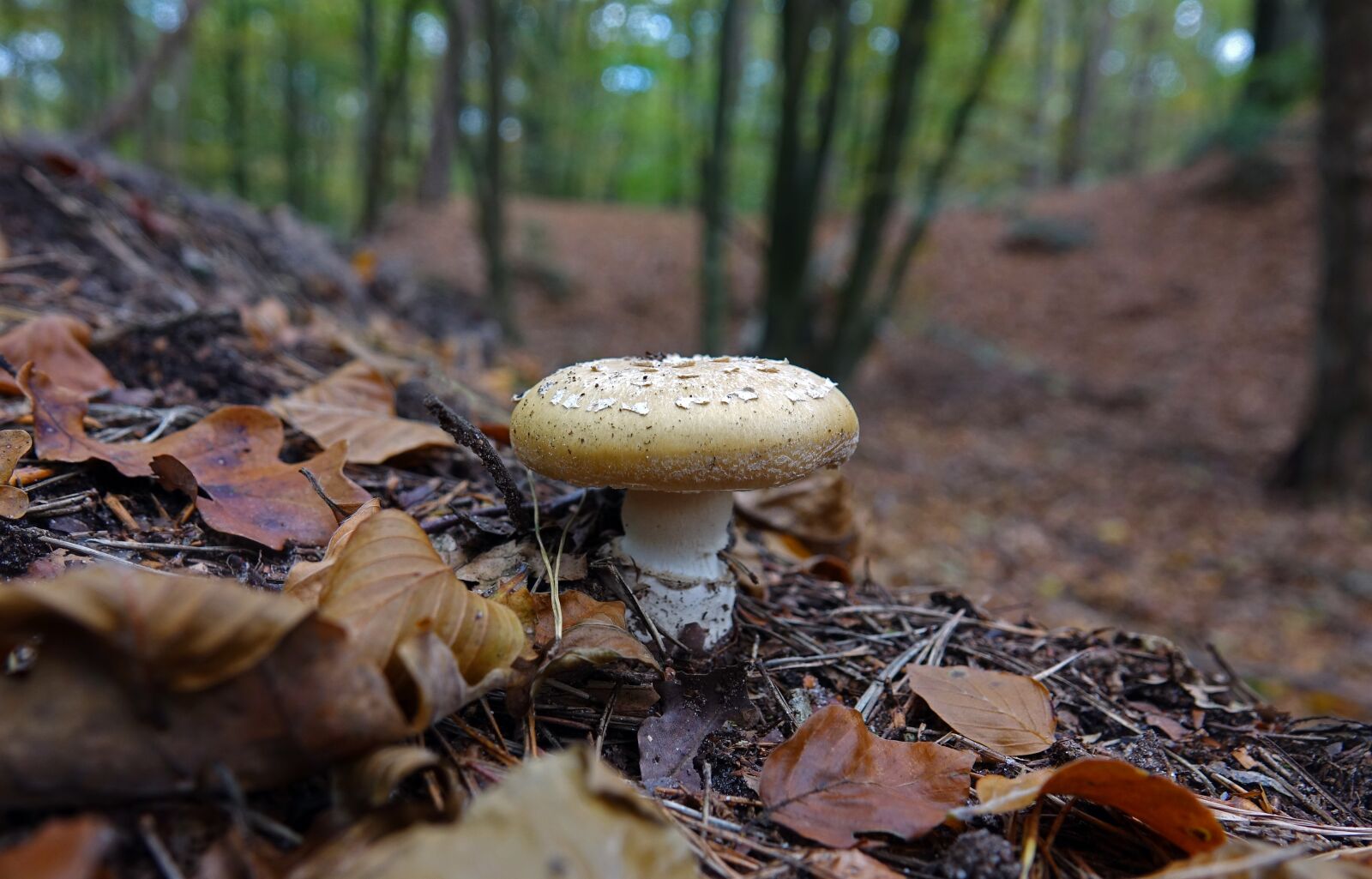 Sony Cyber-shot DSC-RX10 III sample photo. Mushrooms, mushroom, brown photography