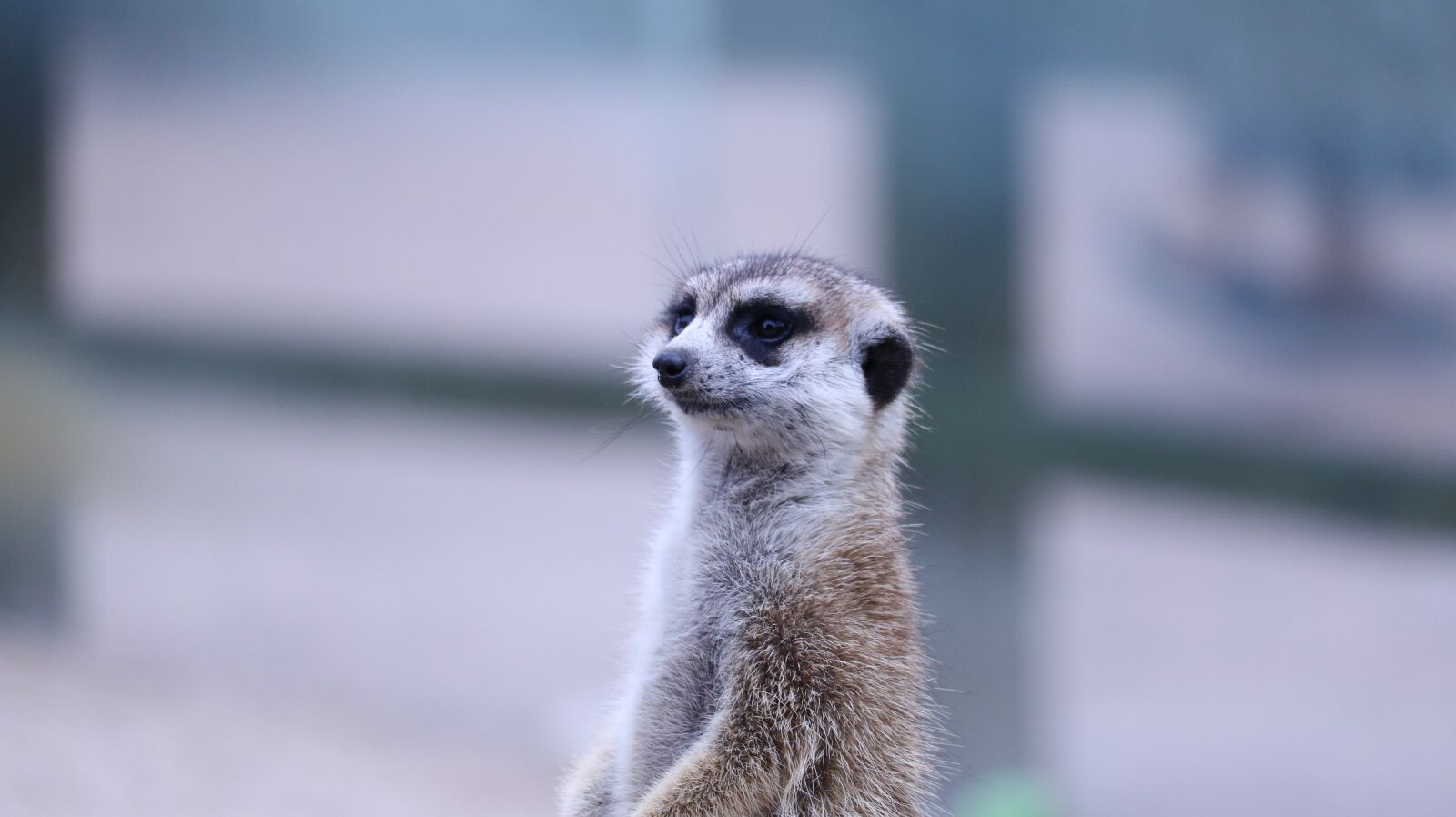 Canon EOS 750D (EOS Rebel T6i / EOS Kiss X8i) sample photo. Wildlife, nature, cute photography