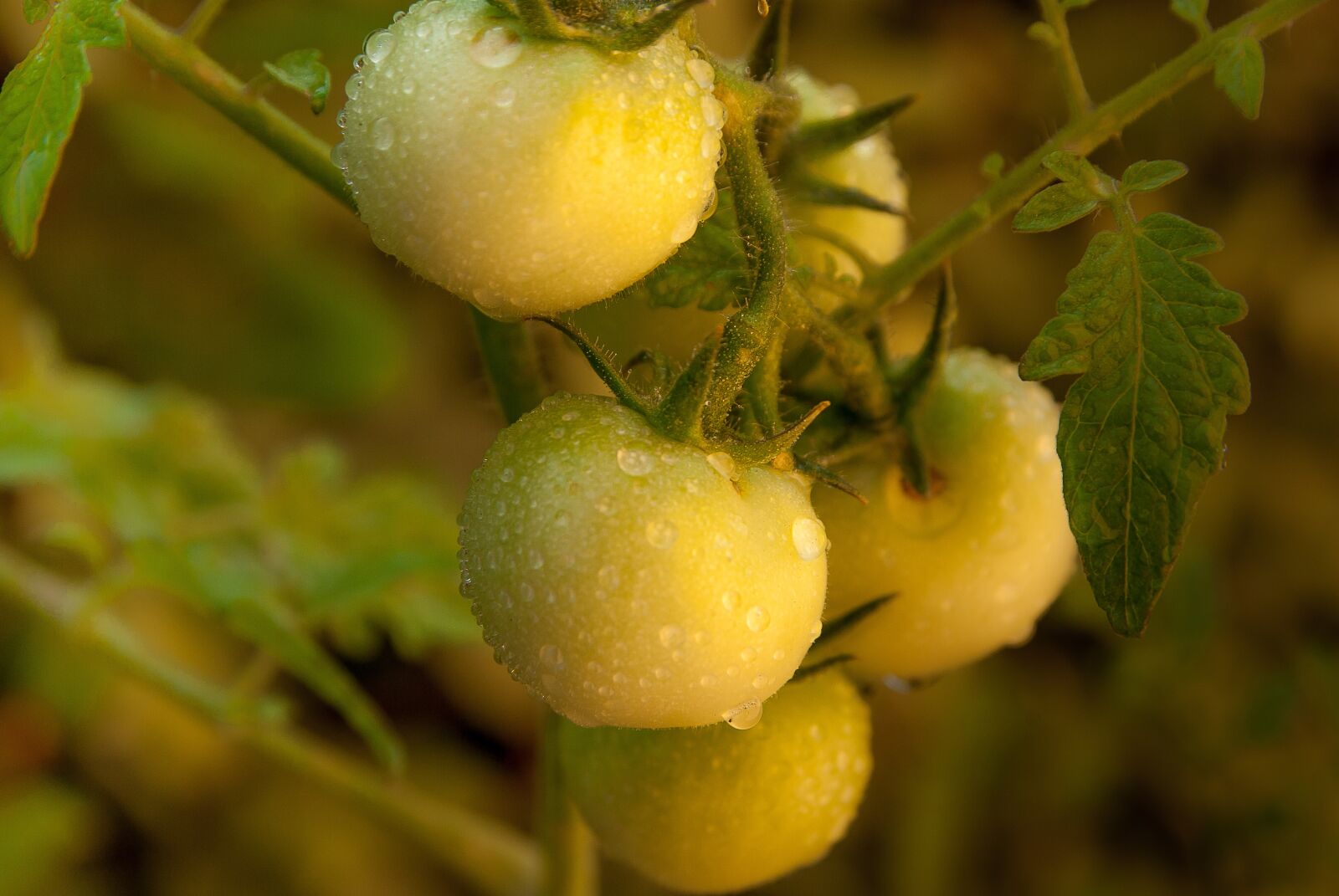 Pentax K10D sample photo. Tomatoes, dew, vegetable garden photography