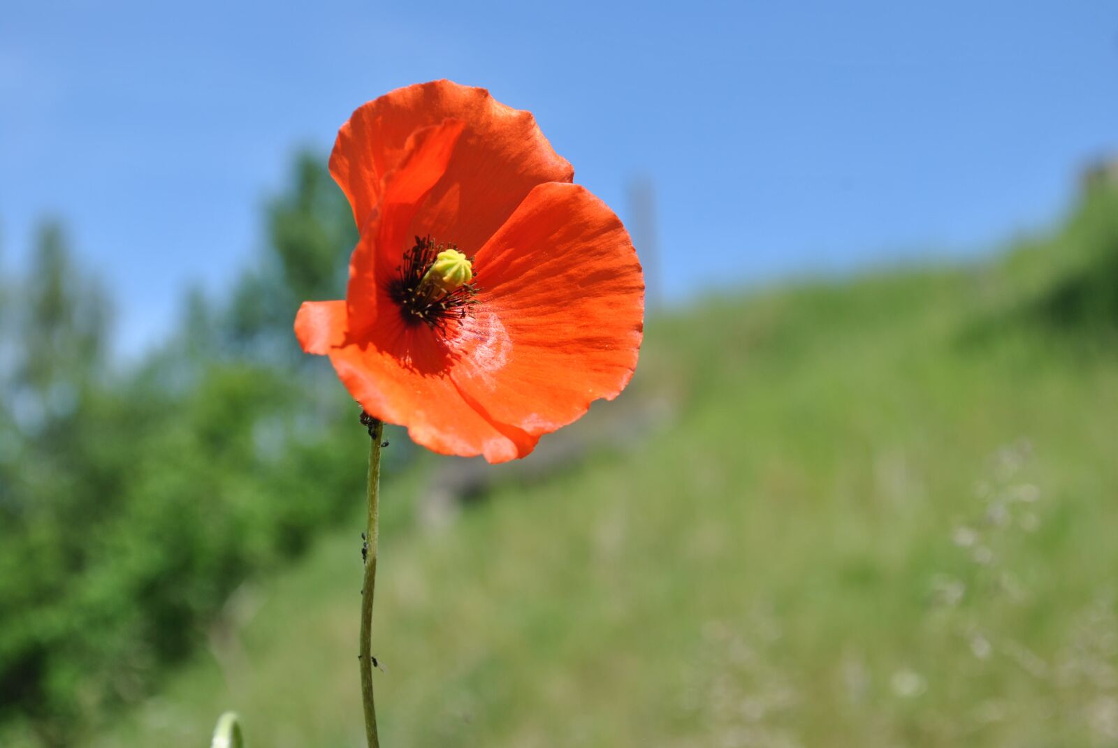 Nikon D3000 sample photo. Poppy, blossom, bloom photography