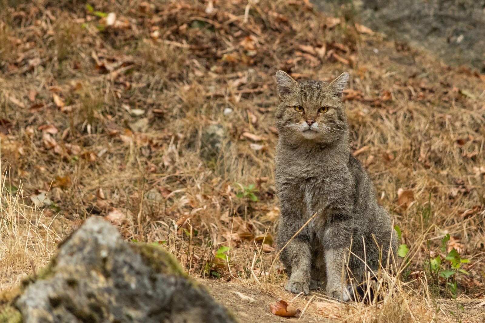 Nikon D7500 sample photo. Wildcat, nature, wildlife park photography