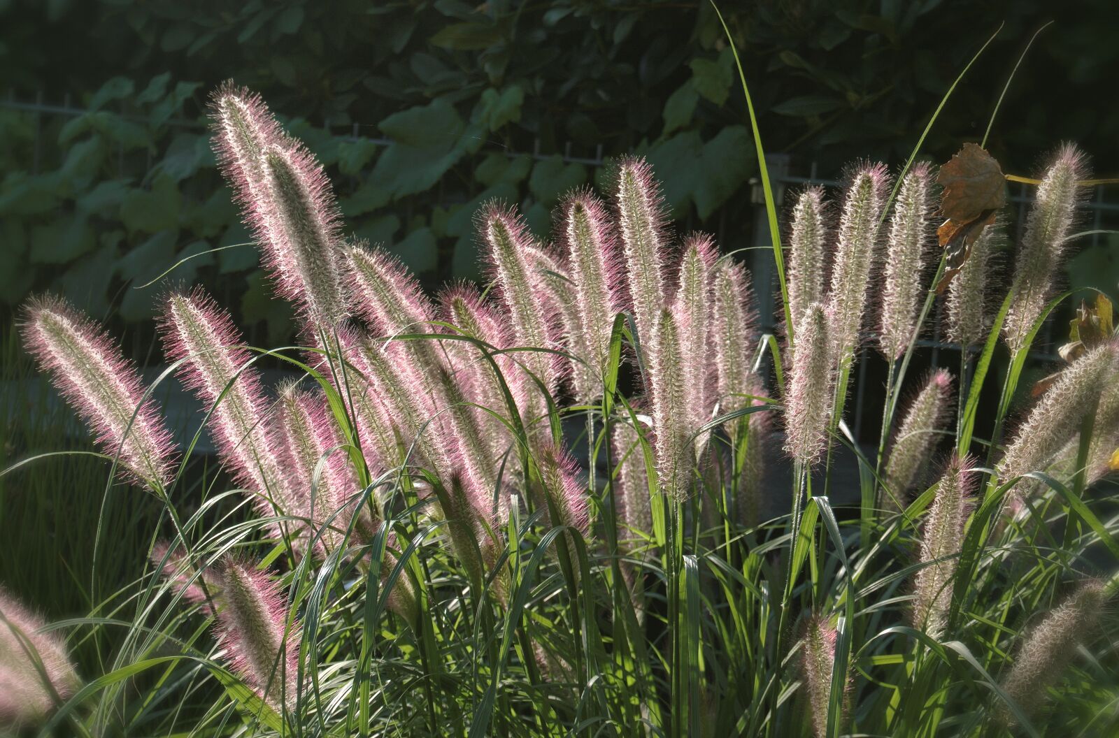 Nikon D5600 sample photo. Grass, lamp cleaning er photography