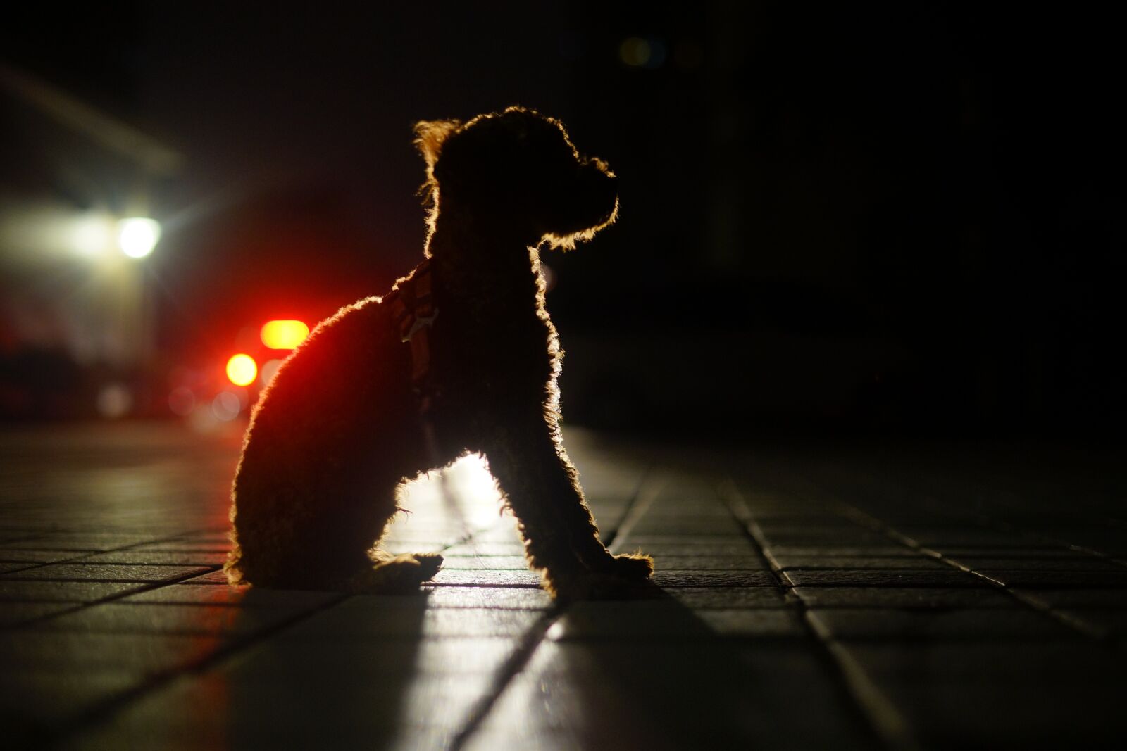 Sony a99 II + Minolta AF 50mm F1.4 [New] sample photo. Dog, night view, light photography