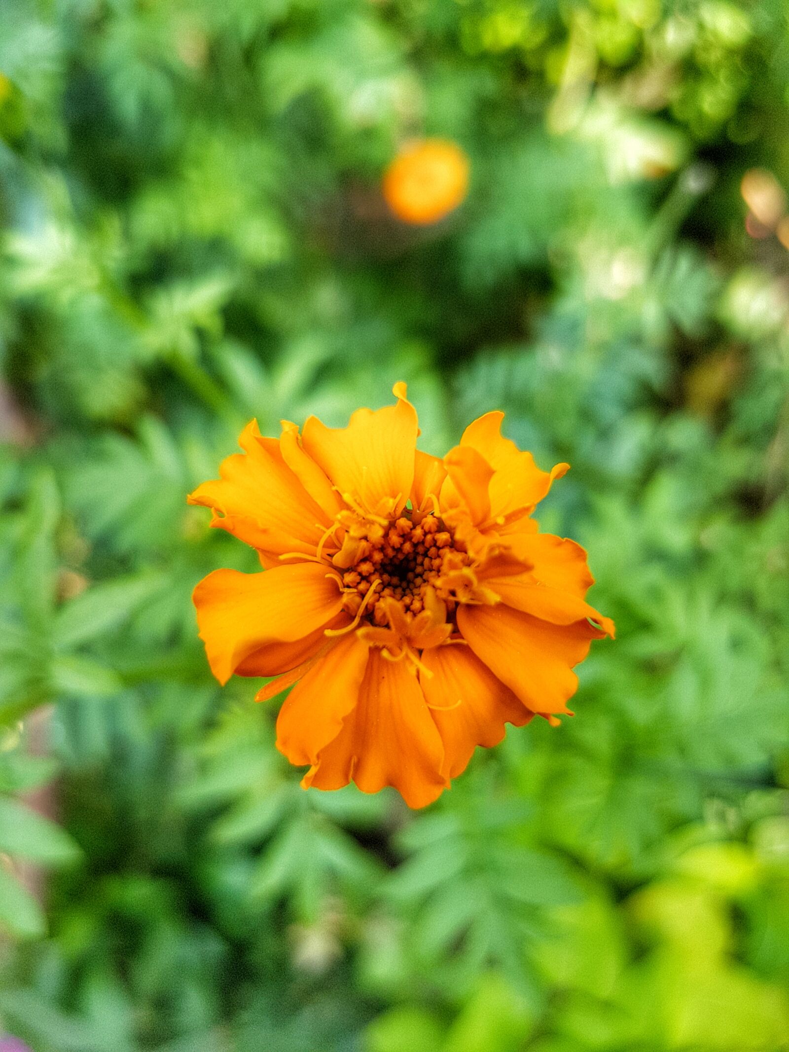 Samsung Galaxy S7 Edge sample photo. Flower, wallpaper photography