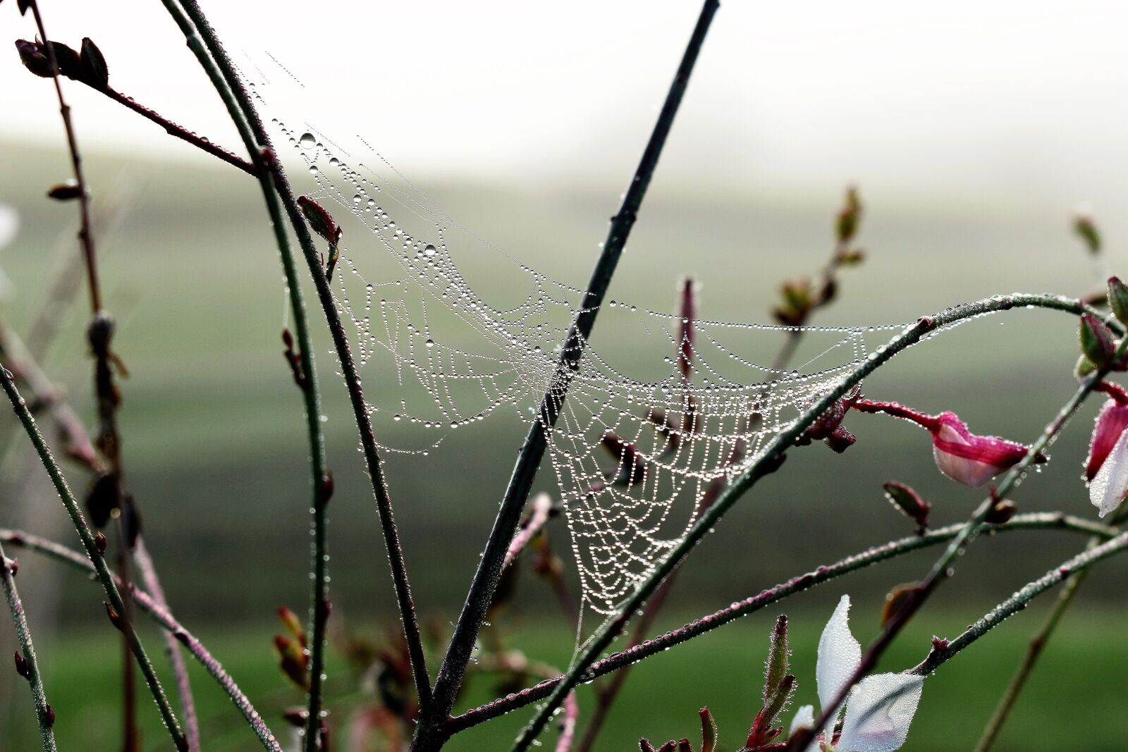 Nikon D5500 sample photo. Drop of water, dew photography