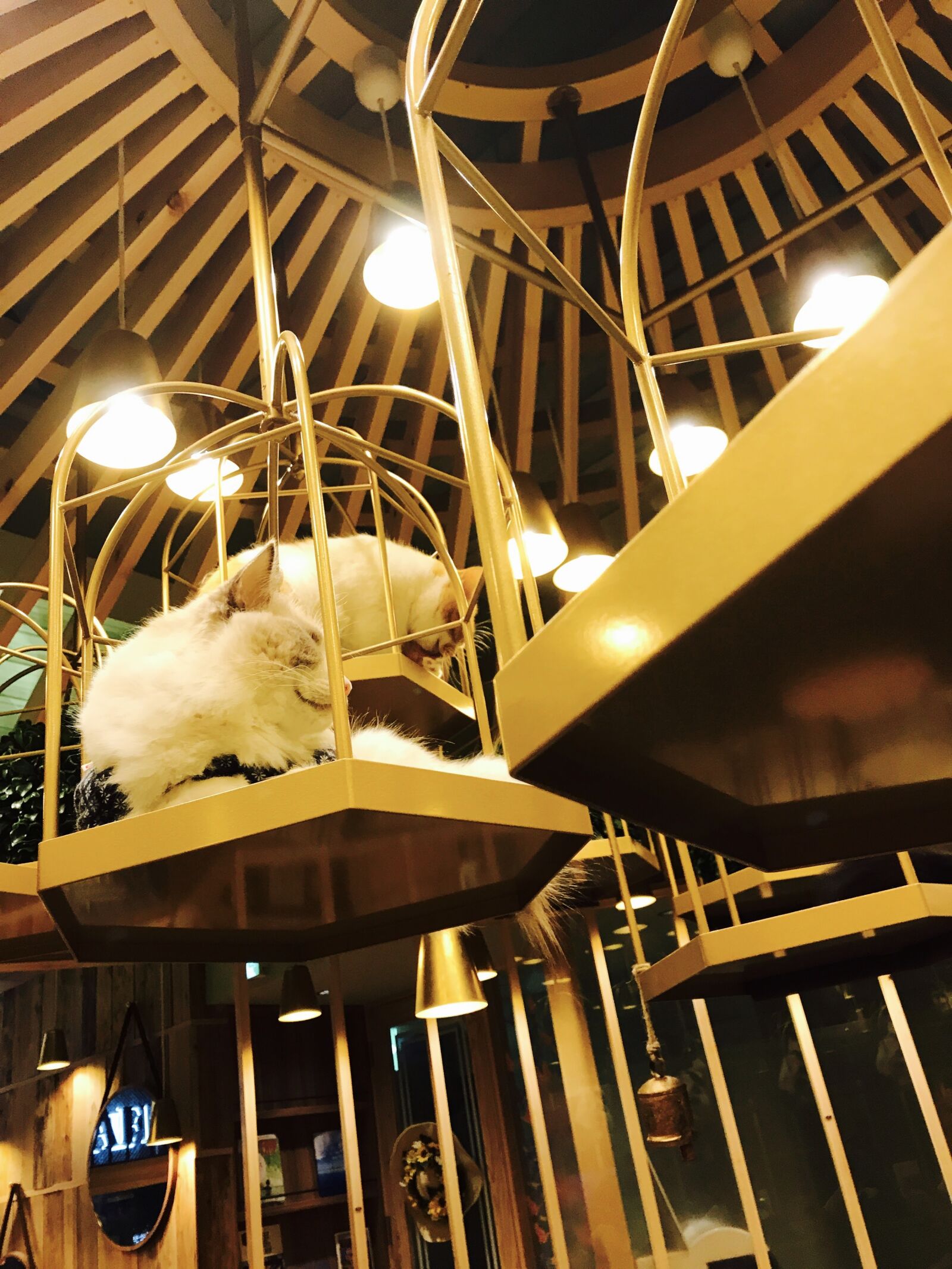 iPhone 7 back camera 3.99mm f/1.8 sample photo. Cat, cafe, japan photography