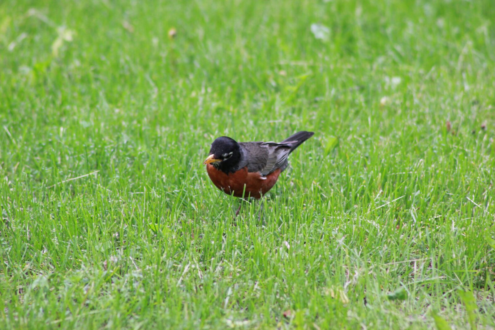 Canon EOS 550D (EOS Rebel T2i / EOS Kiss X4) sample photo. Robin, lunch, bird photography
