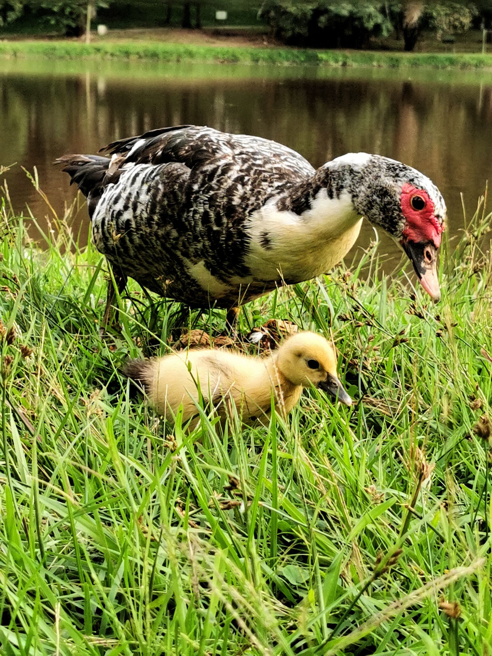 HUAWEI P30 Pro sample photo. Duck, duckling, animal photography