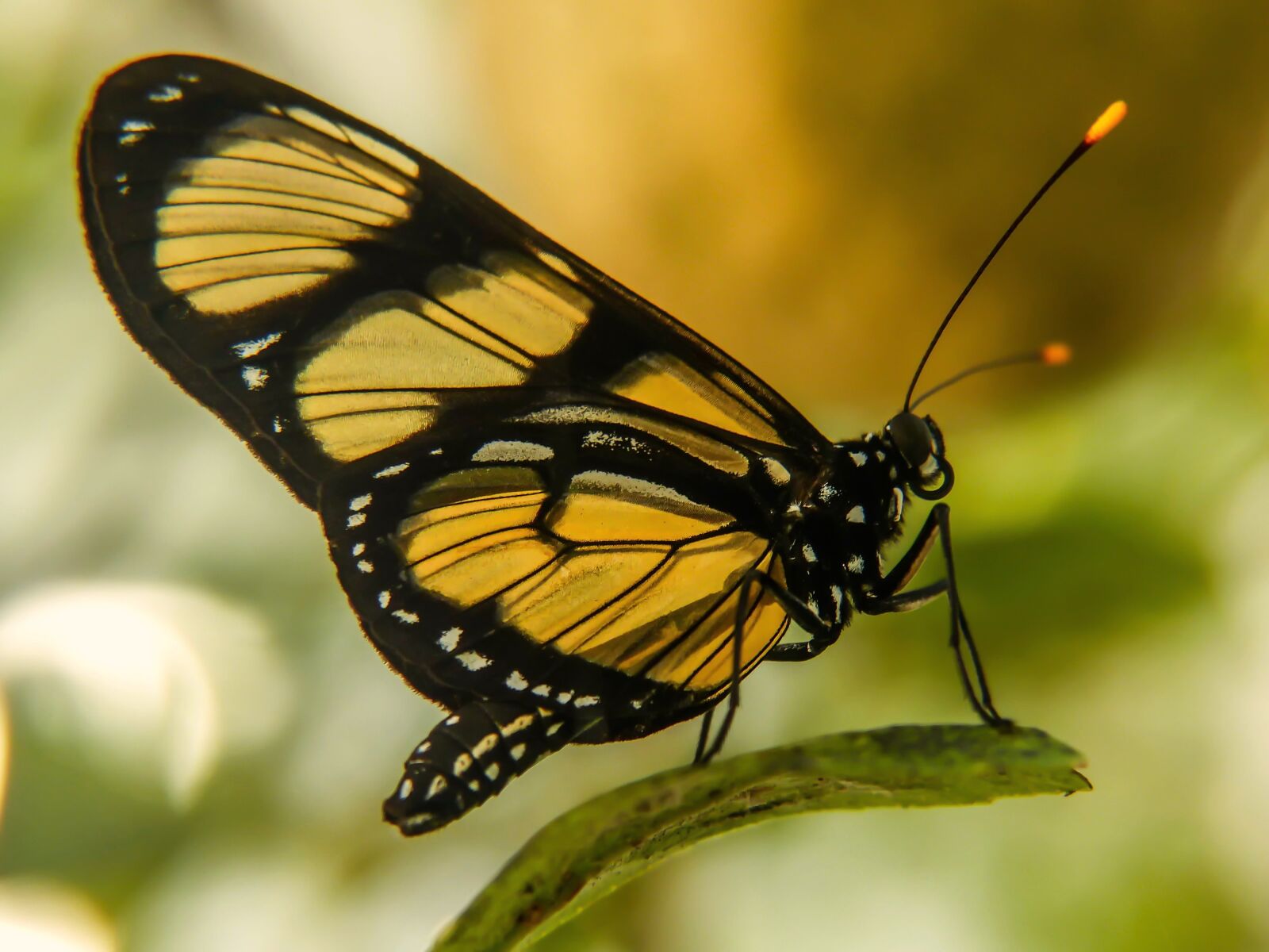 Panasonic Lumix DMC-FZ200 sample photo. Nature, butterfly, insect photography