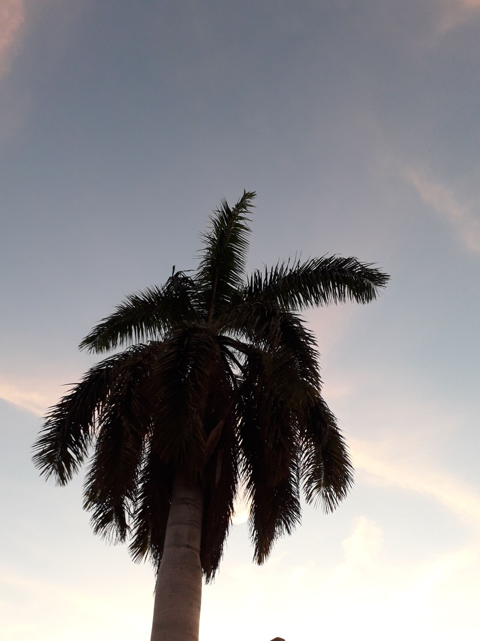 Samsung Galaxy J6 sample photo. Palma, cielo, nube photography