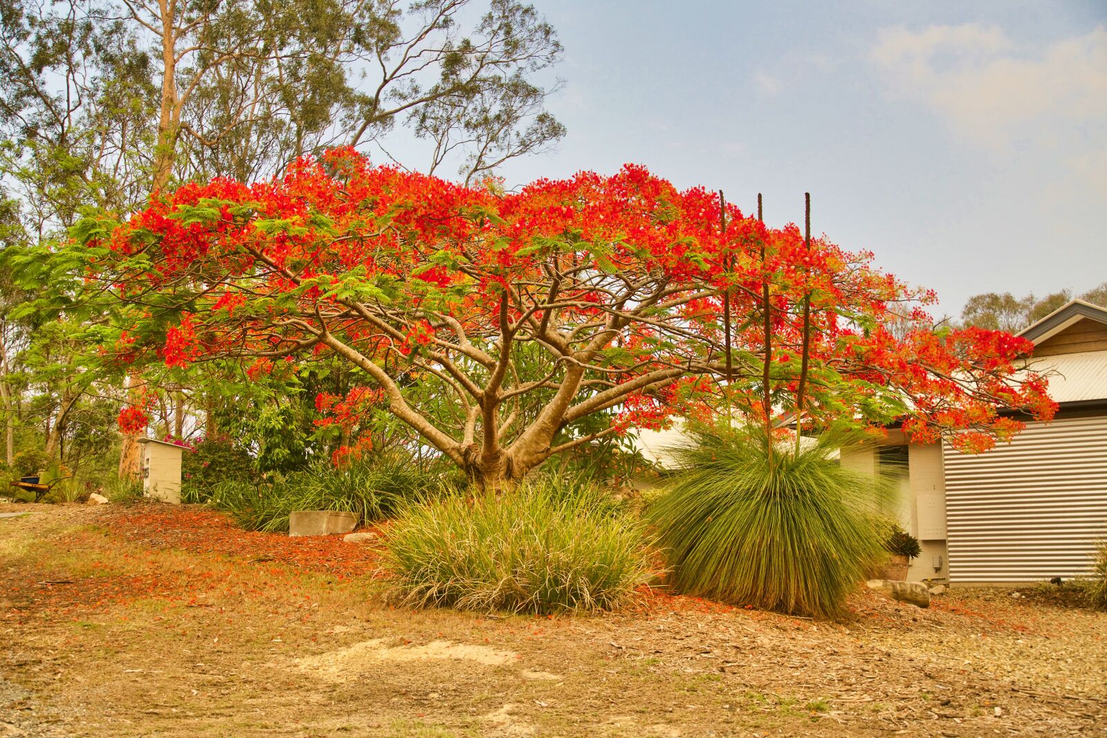 Sony E 18-135mm F3.5-5.6 OSS sample photo. Blooming, poinciana, tree photography