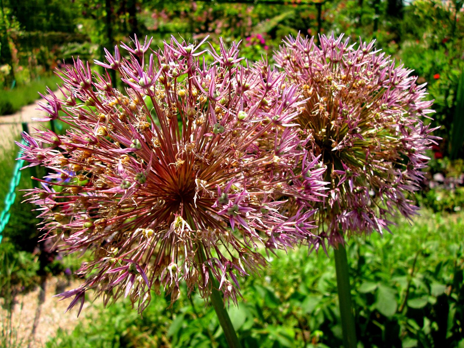 Canon PowerShot SD1300 IS (IXUS 105 / IXY 200F) sample photo. Allium, flower, garden photography