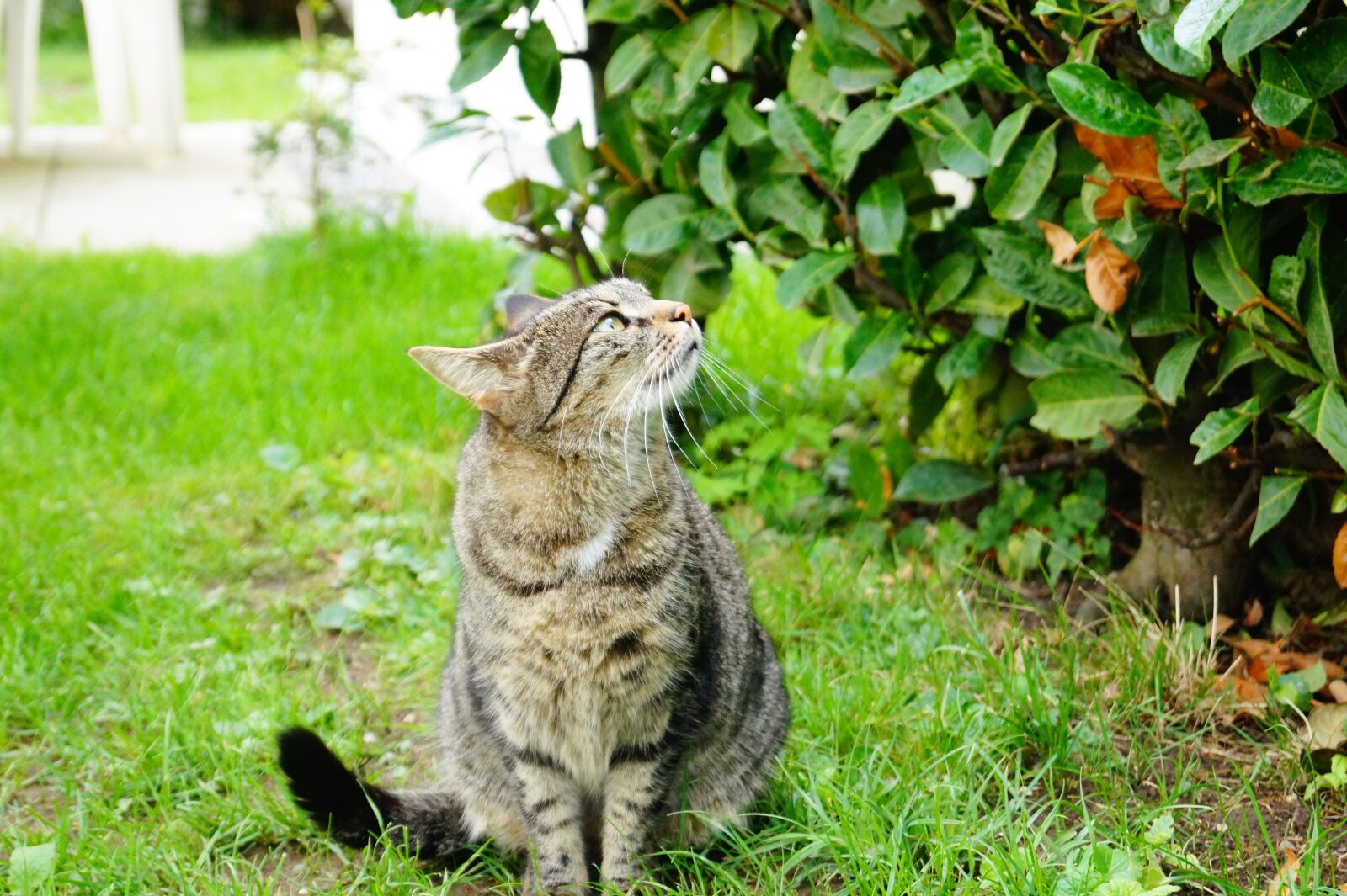 Sony DT 18-55mm F3.5-5.6 SAM II sample photo. Cat, meadow, domestic cat photography