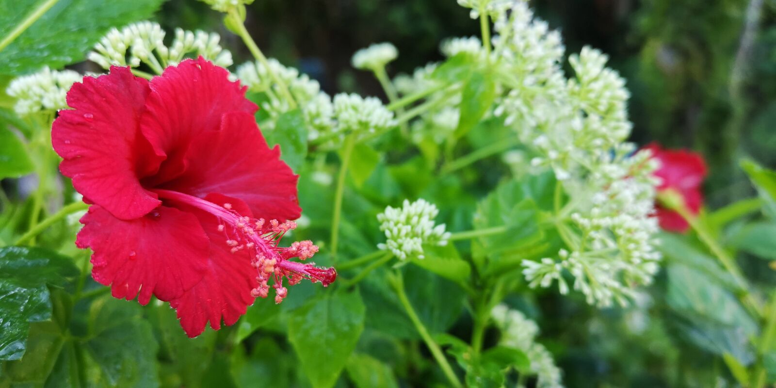 HUAWEI CLT-L29 sample photo. Flower, natures, flowers photography
