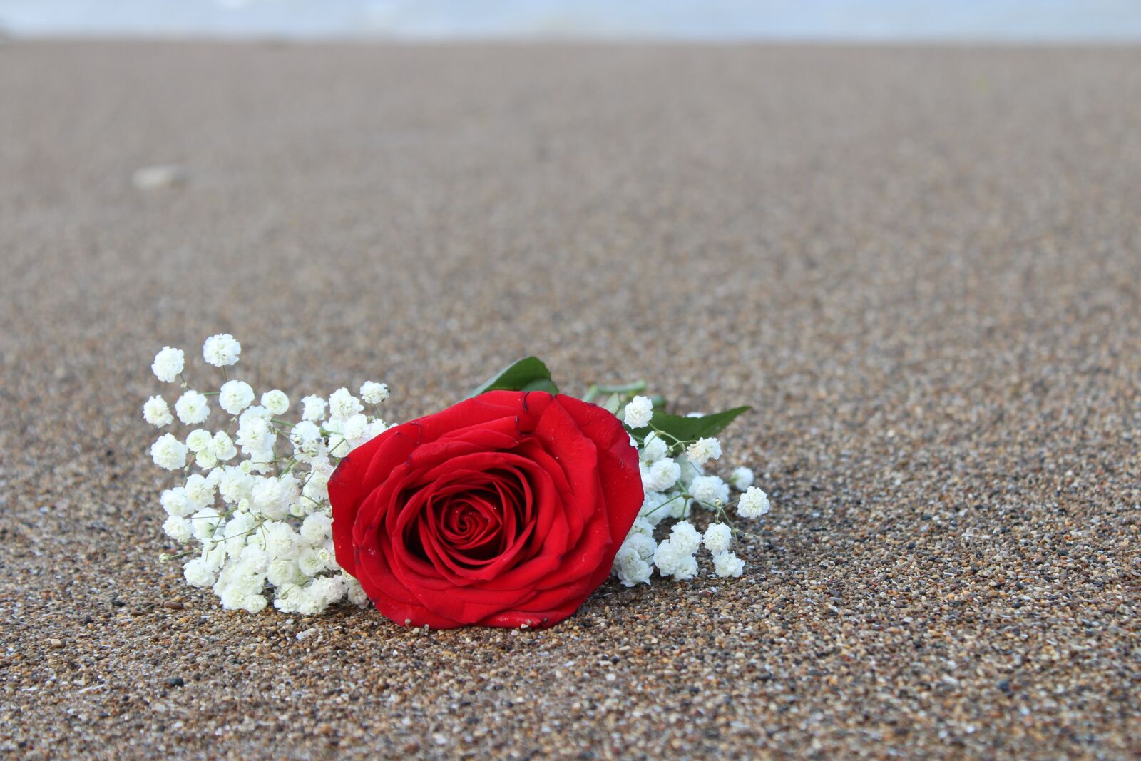 Canon EOS 1300D (EOS Rebel T6 / EOS Kiss X80) sample photo. Rose, red, beach photography