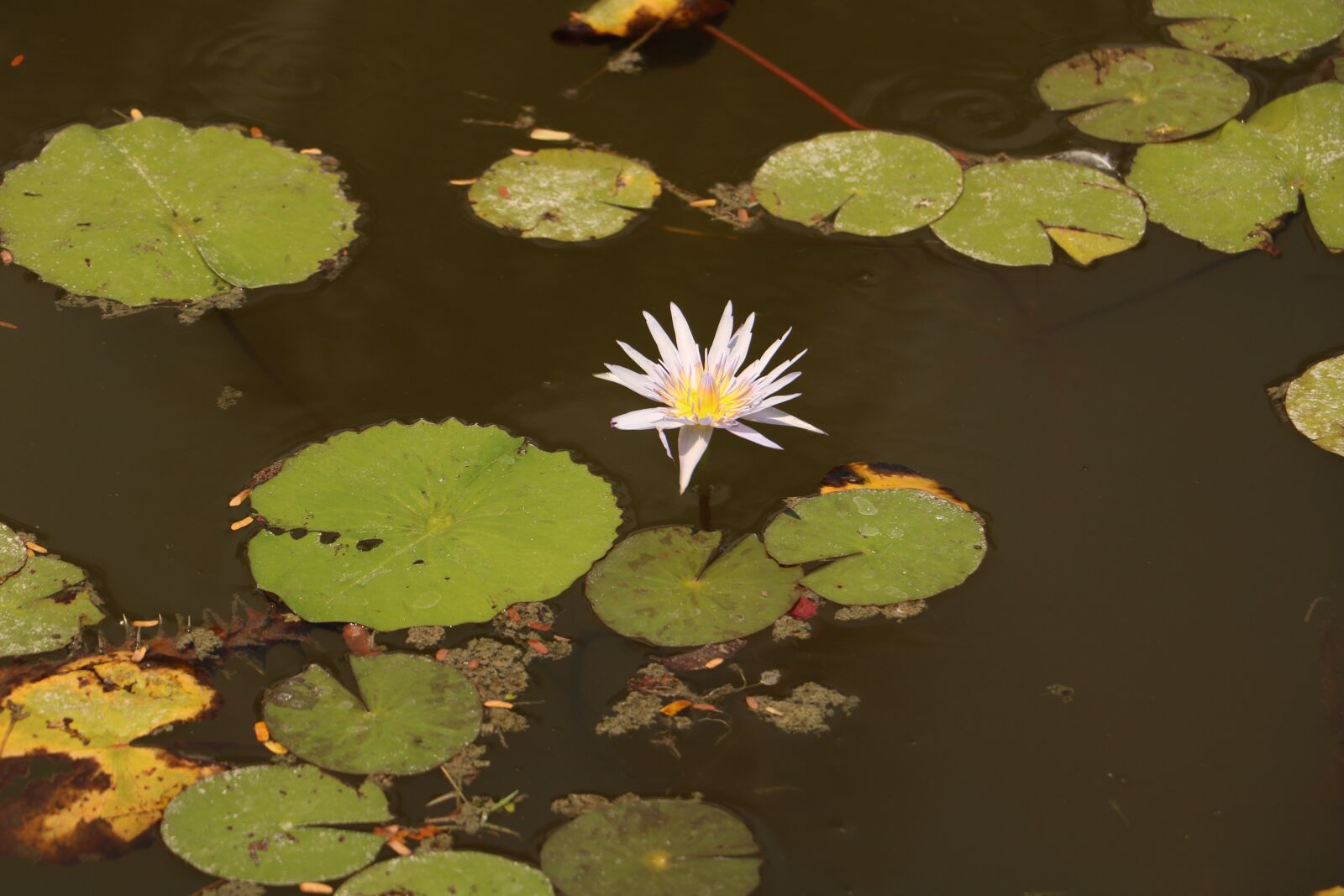 Canon EOS 760D (EOS Rebel T6s / EOS 8000D) sample photo. Pool, leaf, nature photography