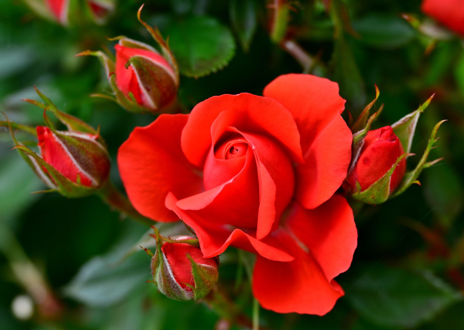 Nikon D600 sample photo. Rose, roses, red photography