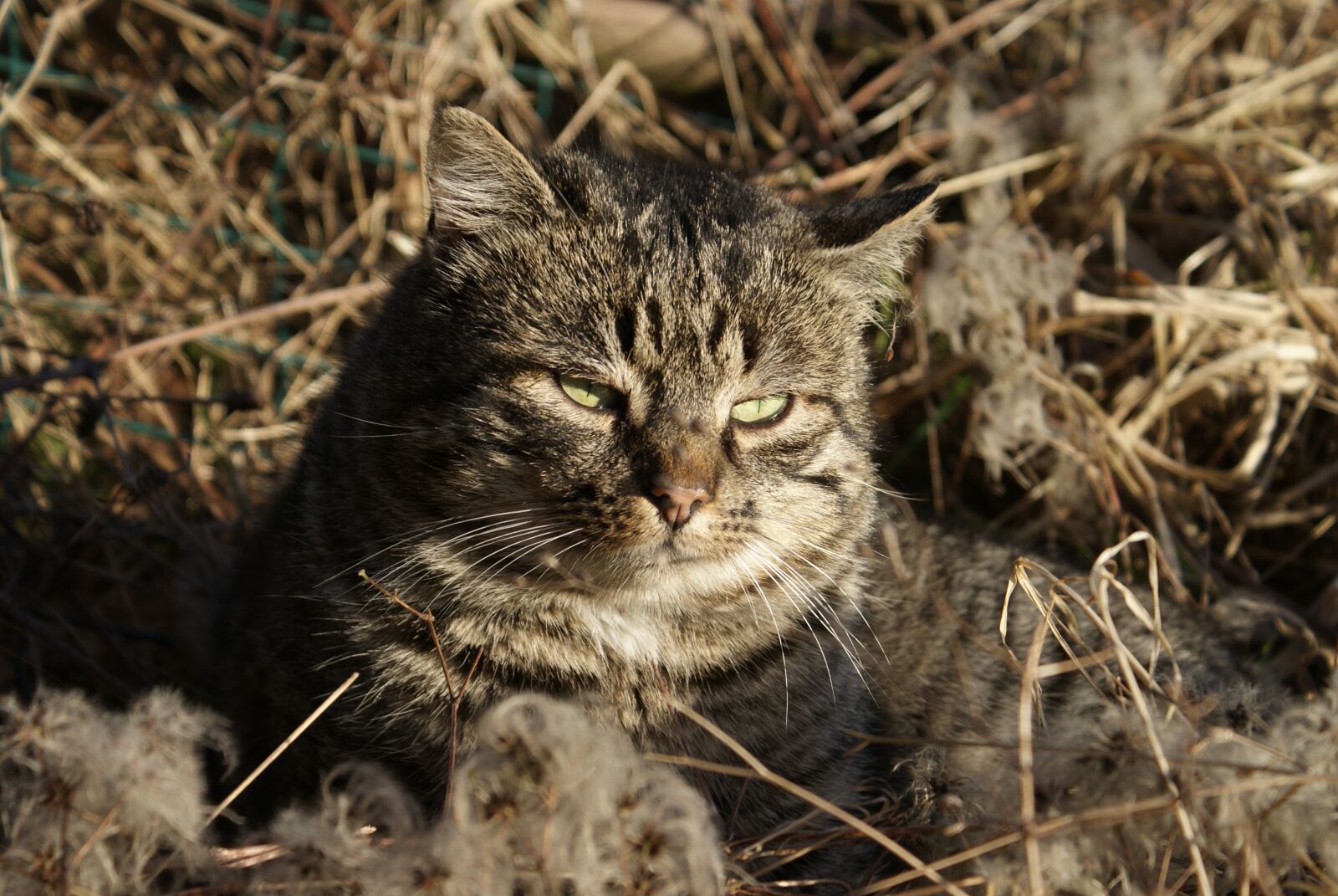 Sony Alpha DSLR-A200 sample photo. Cat, wild, rest photography