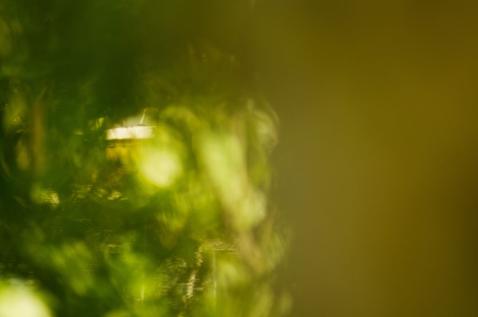 Nikon D5100 sample photo. Green, nature, forest photography