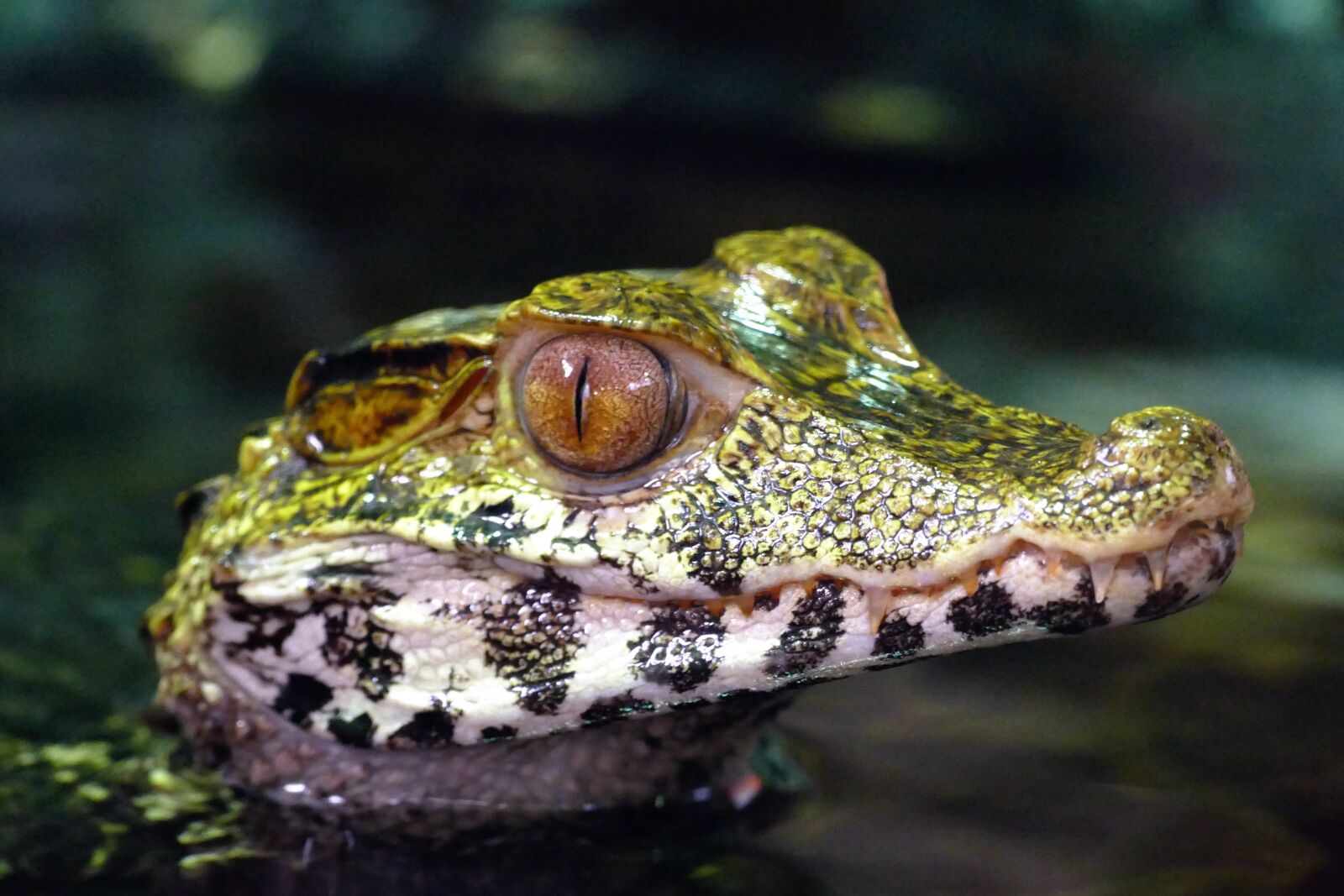 Panasonic Lumix DMC-FZ1000 sample photo. Caiman, crocodile, predator photography