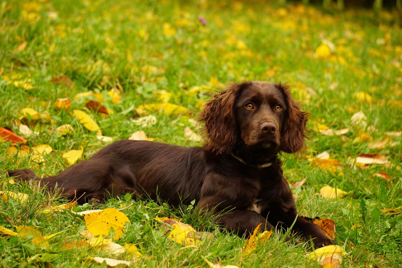 Sony E 55-210mm F4.5-6.3 OSS sample photo. Quail dog, hunting dog photography