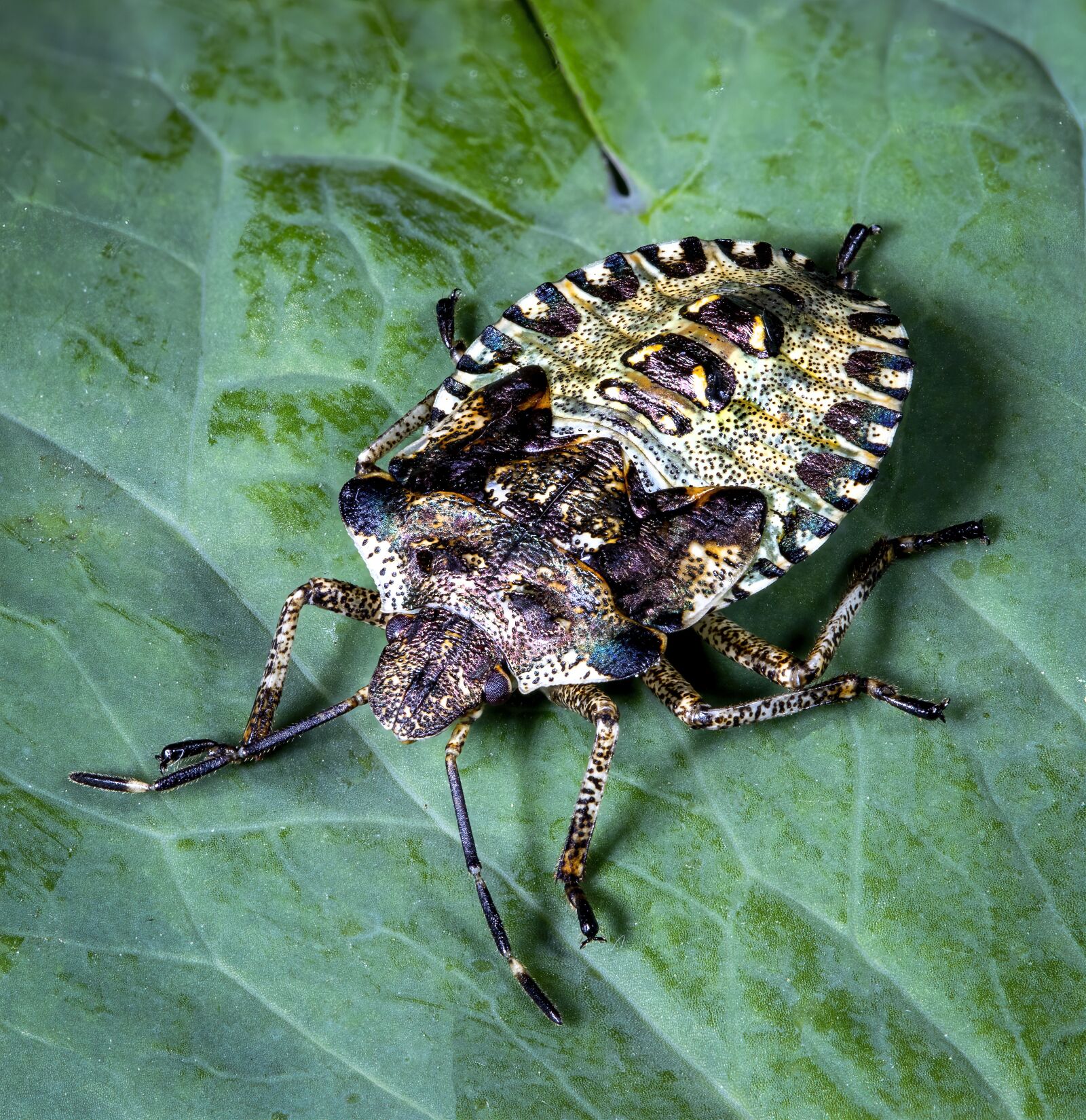 Canon EOS 800D (EOS Rebel T7i / EOS Kiss X9i) + Canon EF 100mm F2.8L Macro IS USM sample photo. Shield-bug, stink-bug, insect photography