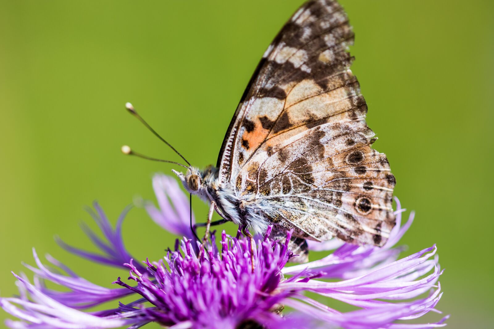 Nikon D7100 sample photo. Butterfly, flower, blossom photography