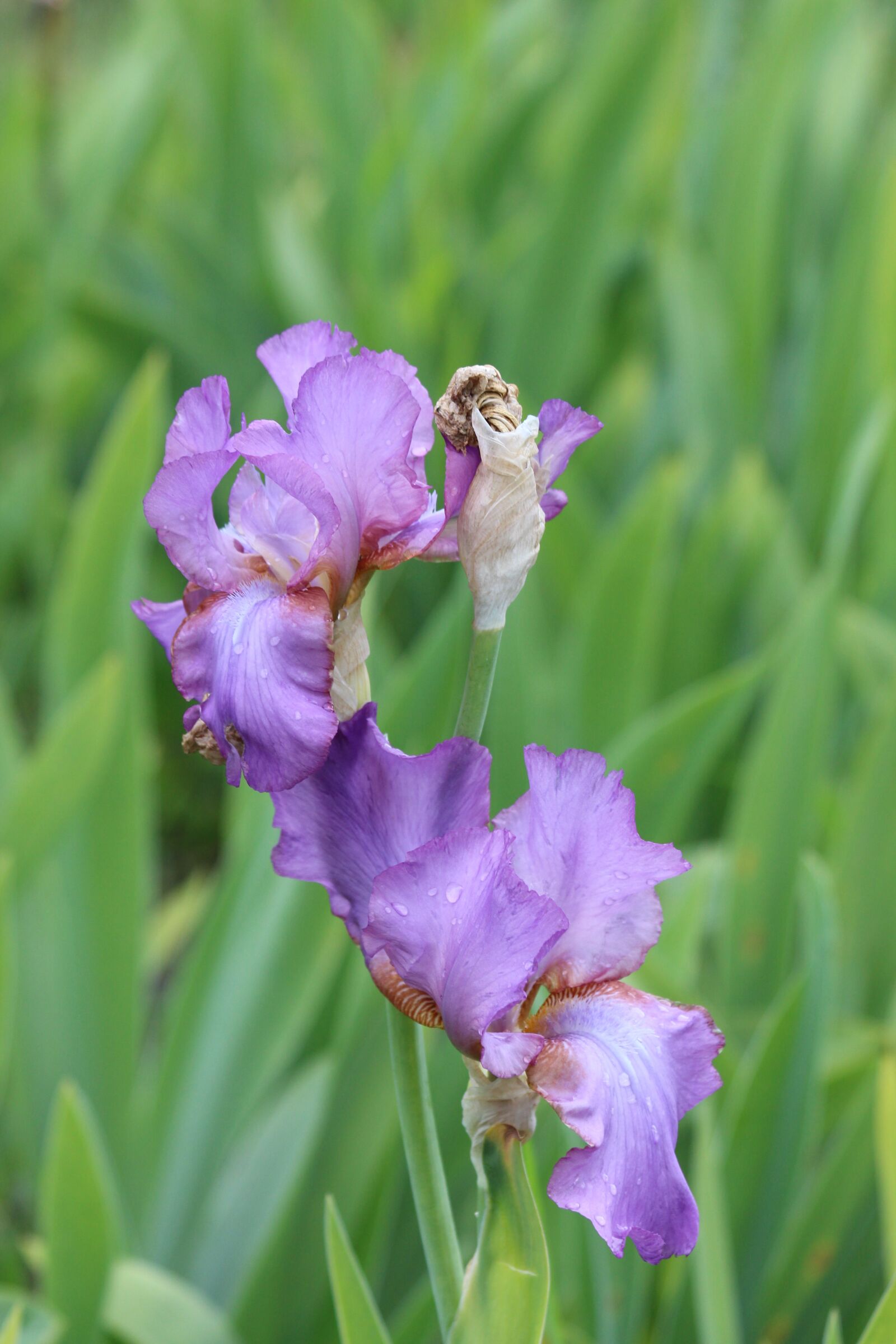 Canon EOS 650D (EOS Rebel T4i / EOS Kiss X6i) sample photo. Iris, iris garden, garden photography