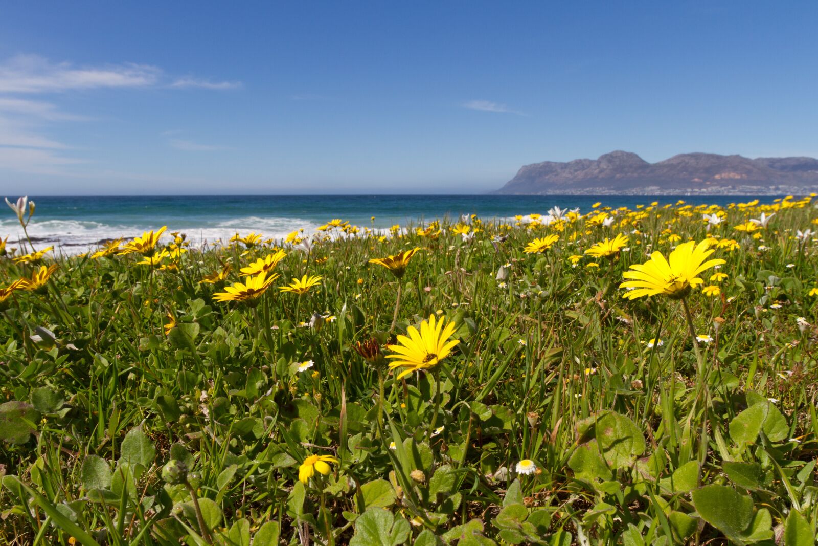 Canon EOS 7D sample photo. Flowers, sea, false bay photography