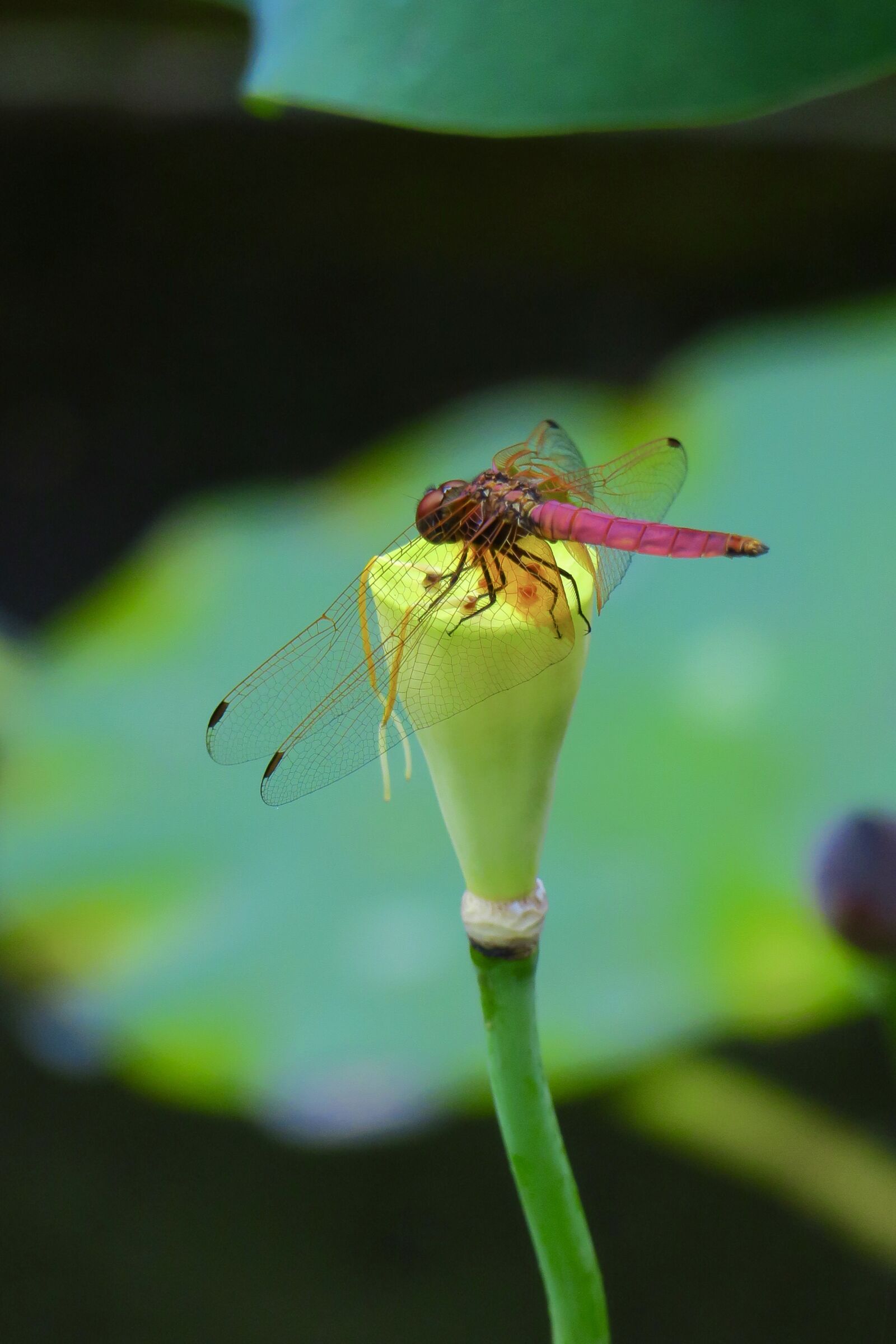 Canon PowerShot G3 X sample photo. Dutch, dragonfly, lotus leaf photography