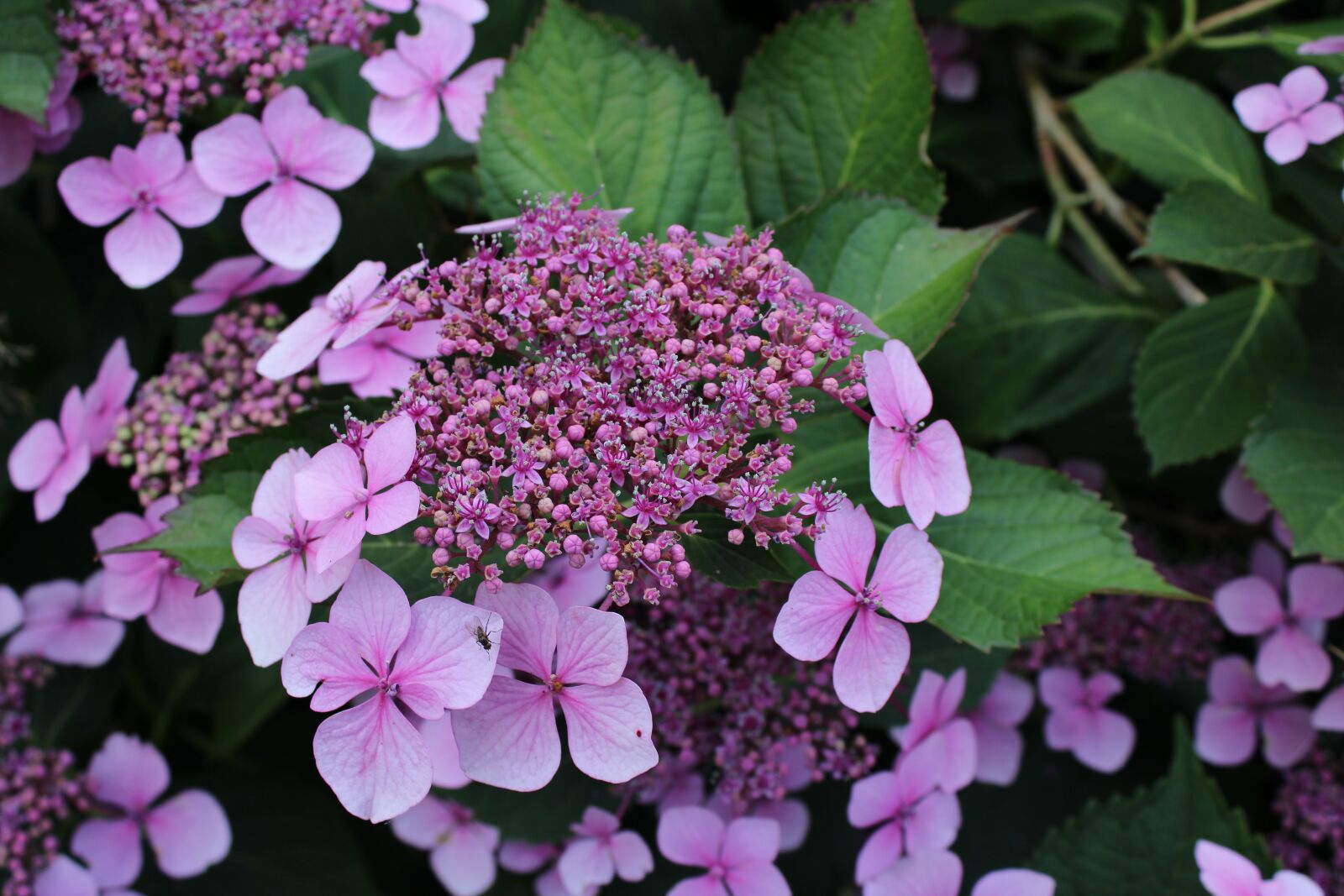 Canon EOS 2000D (EOS Rebel T7 / EOS Kiss X90 / EOS 1500D) sample photo. Plant, flower, purple photography