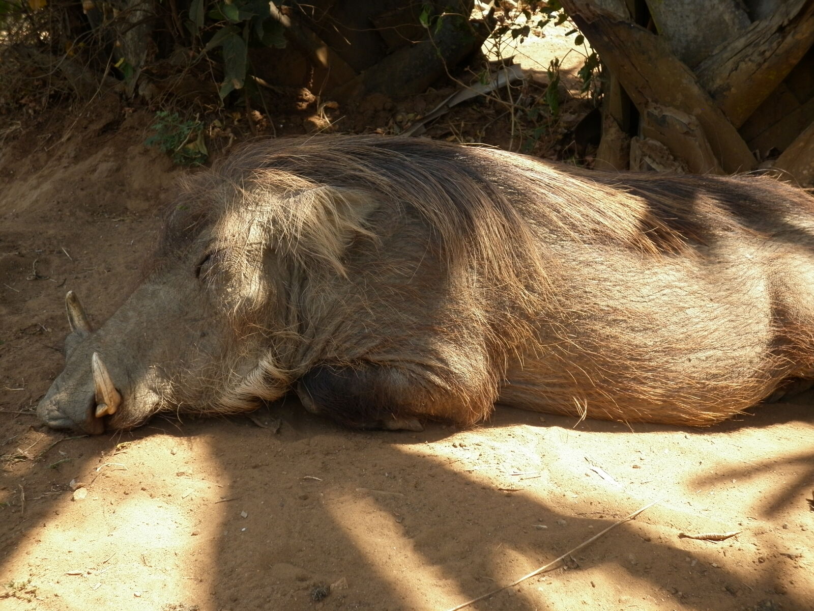 Panasonic DMC-F3 sample photo. Africa, animals, pig, snooze photography