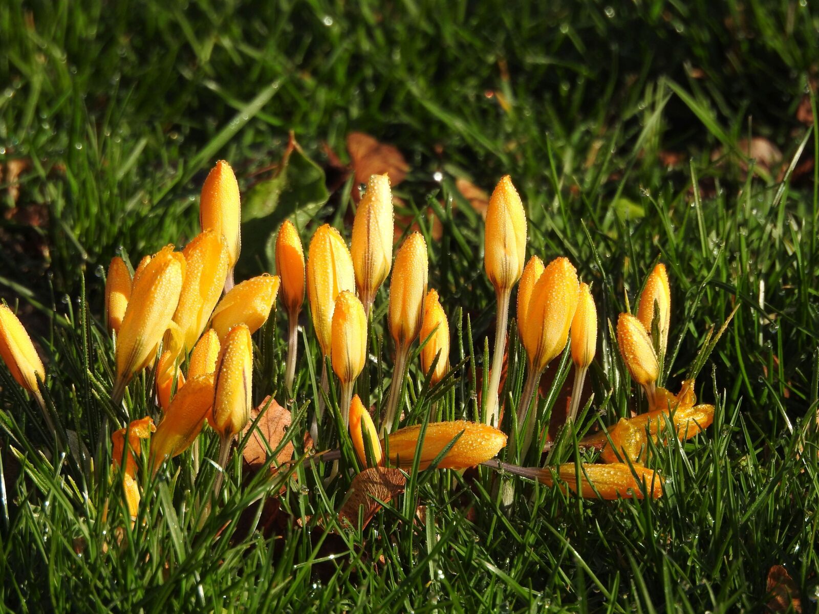 Nikon Coolpix P900 sample photo. Crocus, yellow, morning photography