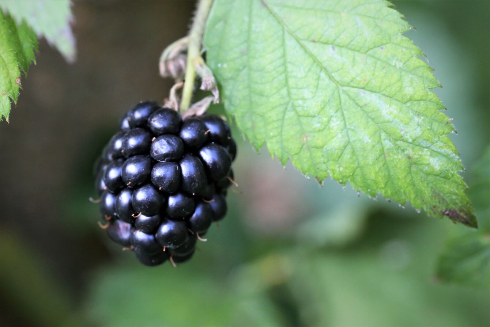 Canon EOS 6D sample photo. Ripe blackberry, fruit, fresh photography