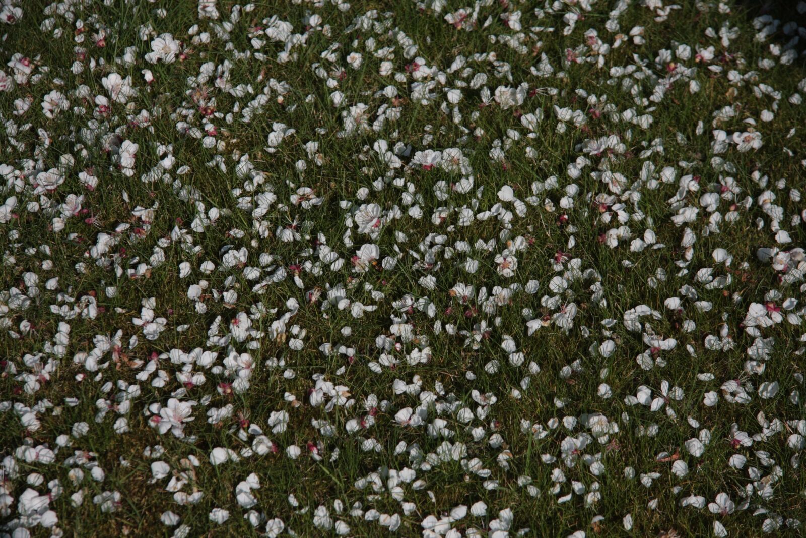 Canon EOS 40D sample photo. Garden, petals, nature photography