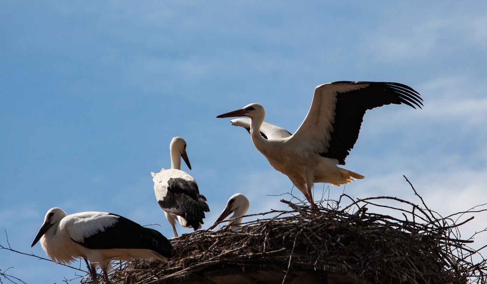 Canon EOS 50D sample photo. Stork, storks, bird photography
