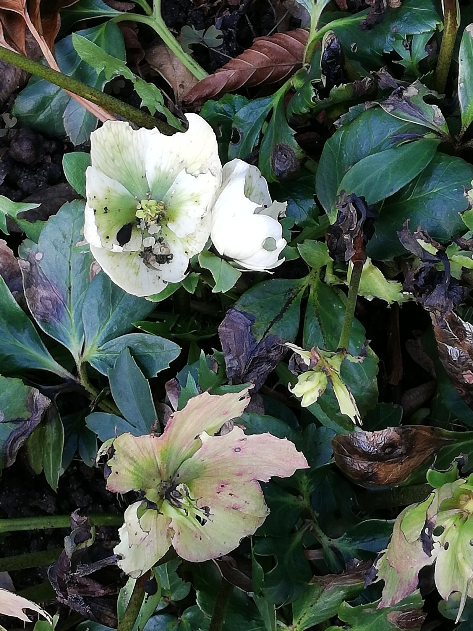 HUAWEI Mate 10 Lite sample photo. Spring, plant, nature photography
