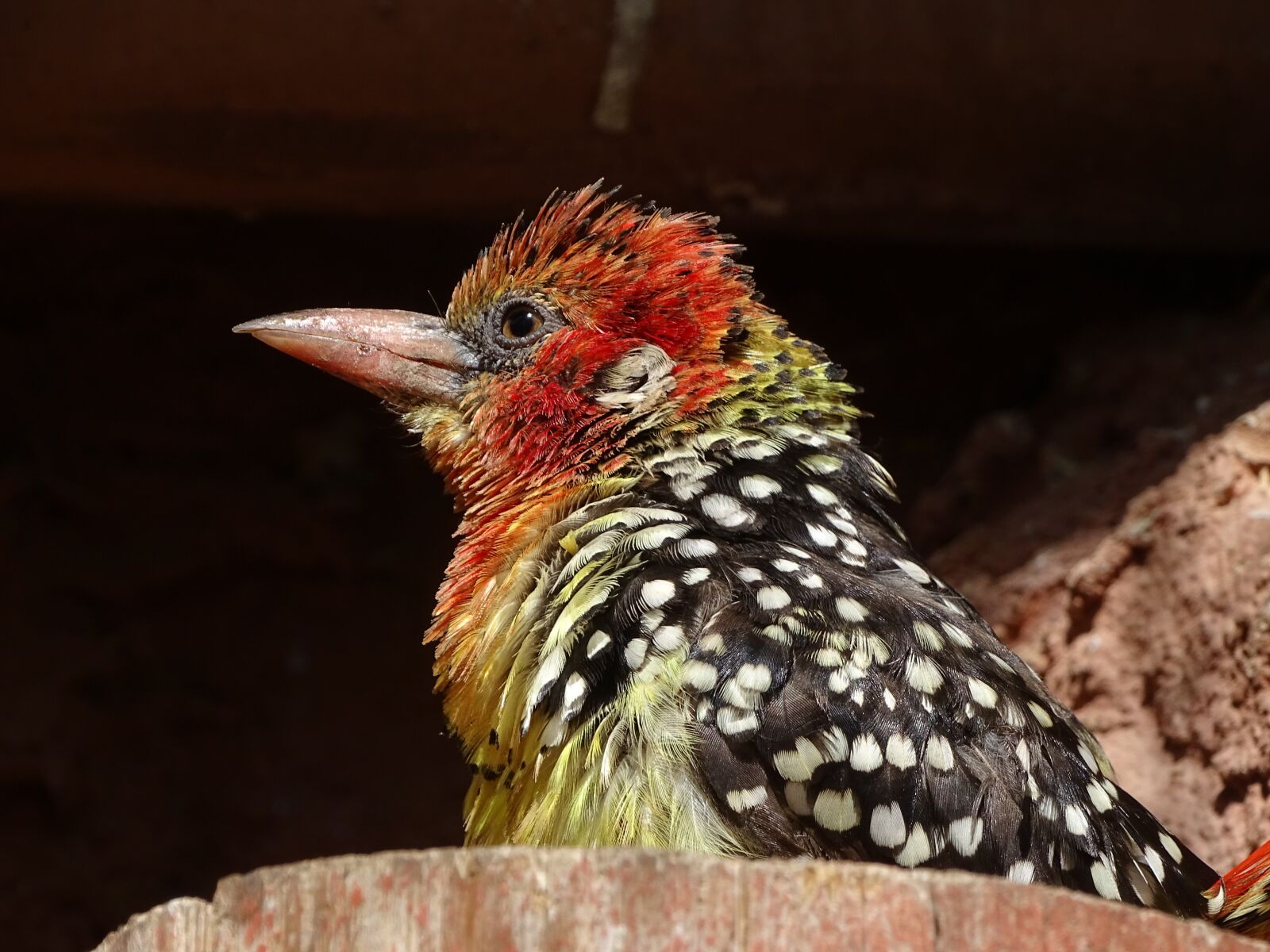 Sony Cyber-shot DSC-HX400V sample photo. Bird, colored, birds photography