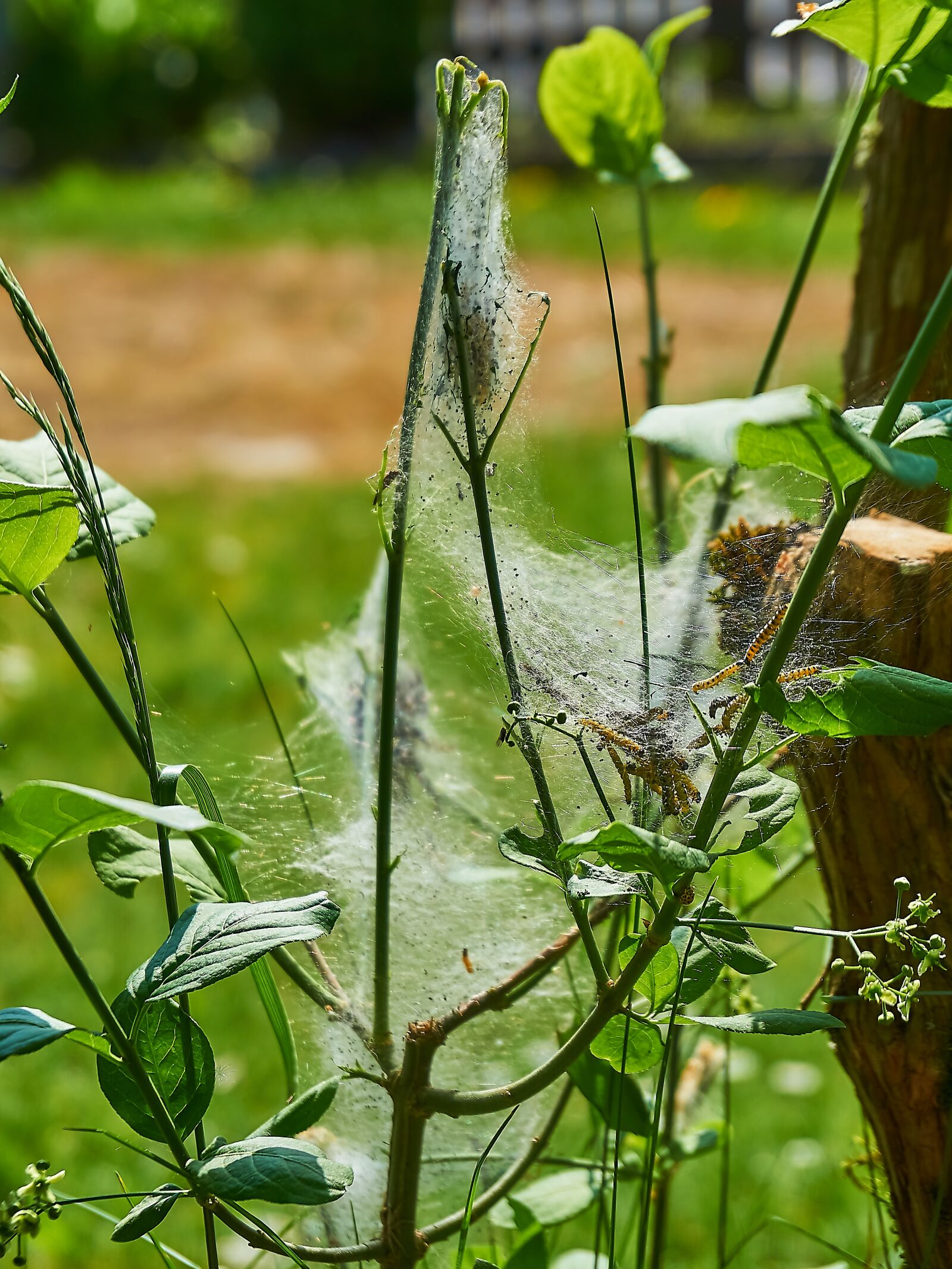 Sony a6000 sample photo. Ermine, bud moth, track photography